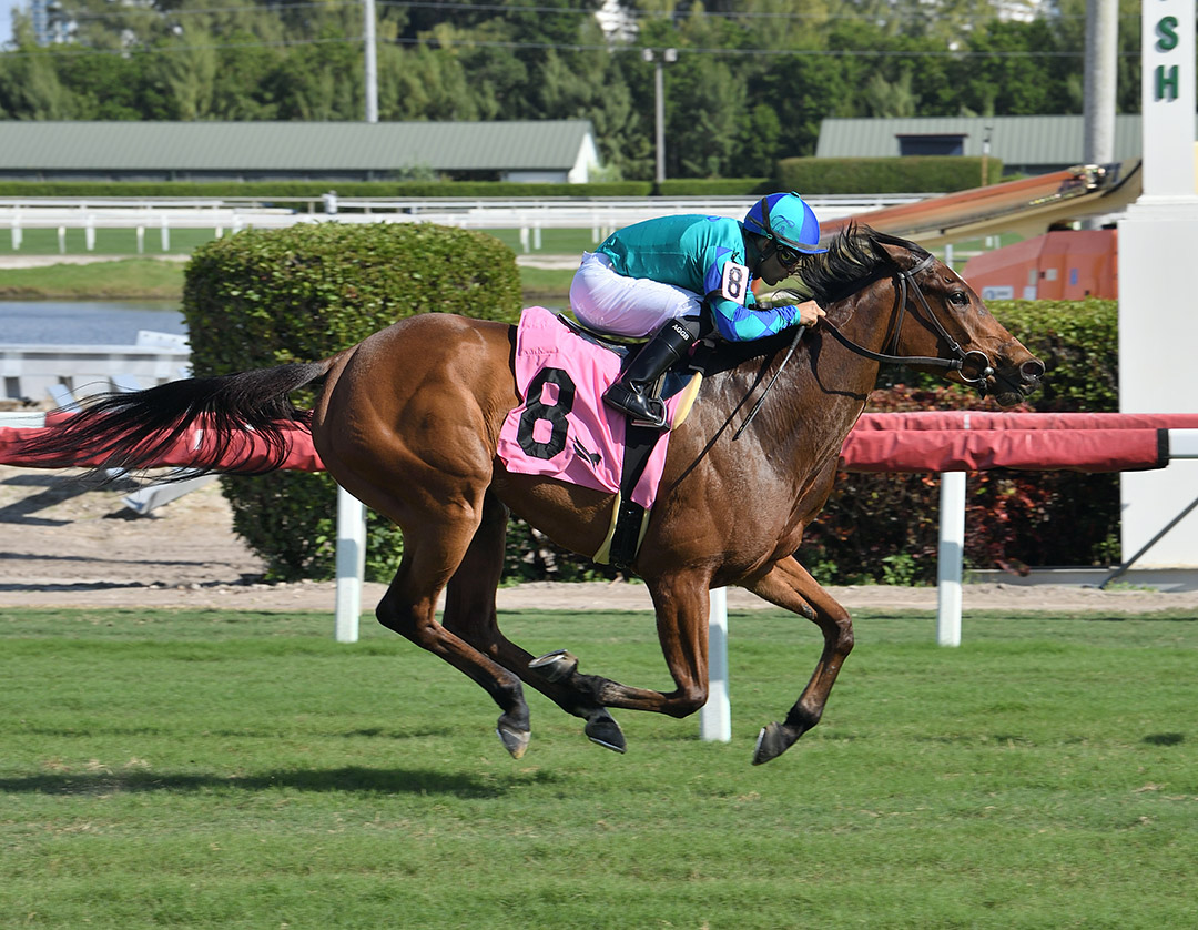 Champagne Lady wins a Dec. 15 maiden race at Gulfstream Park