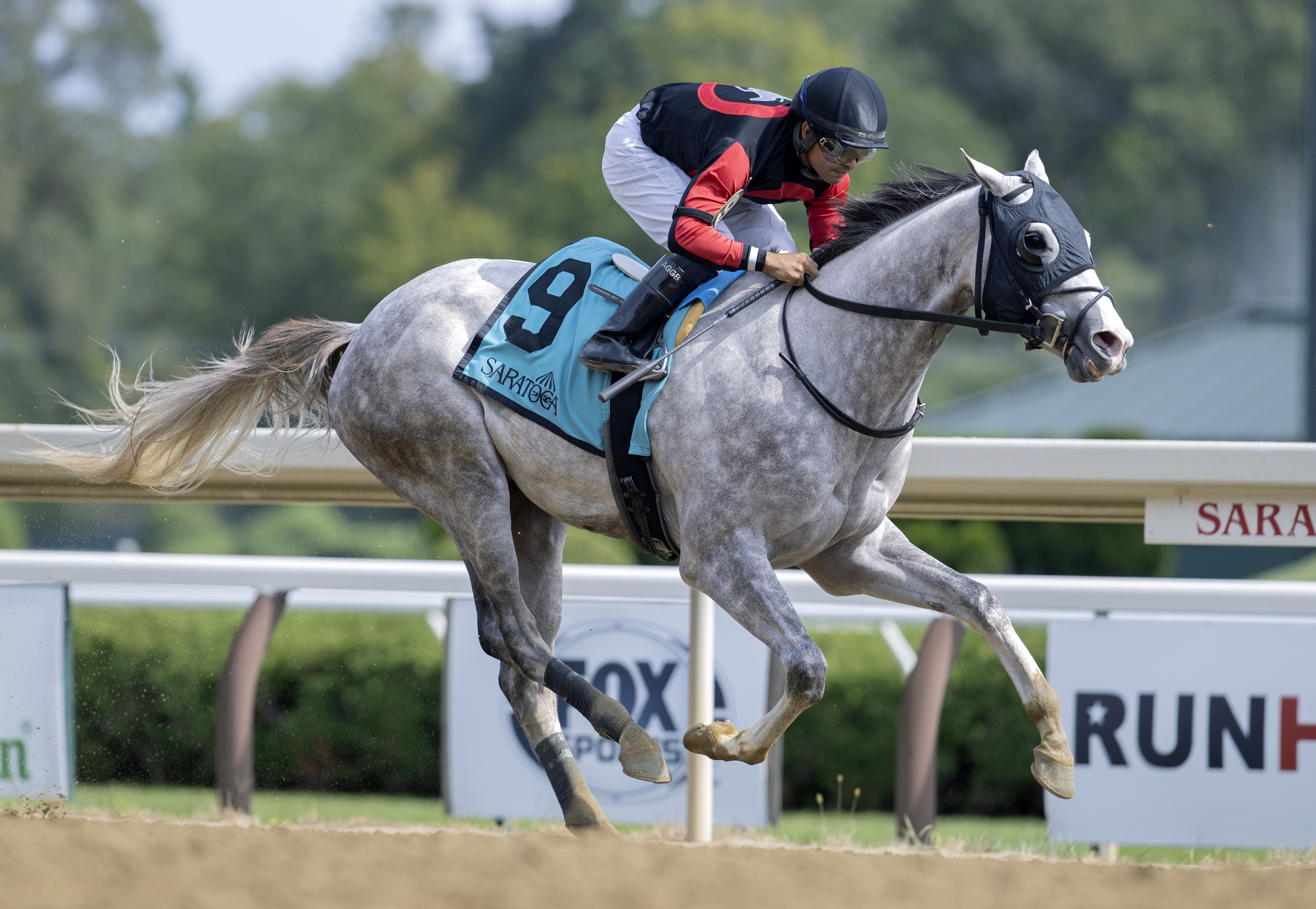 grey thoroughbred race horses