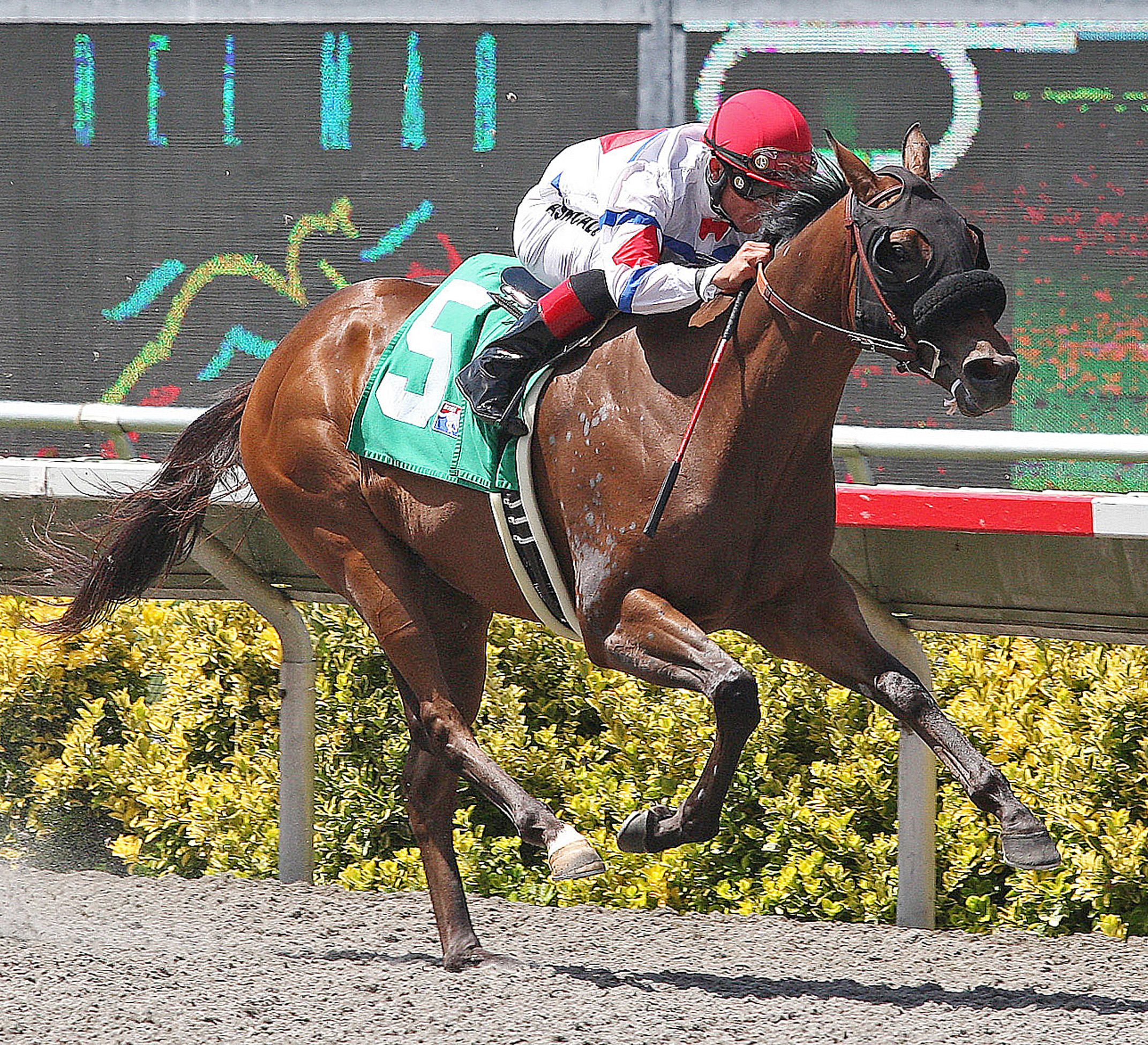 Champions Gate/maiden win