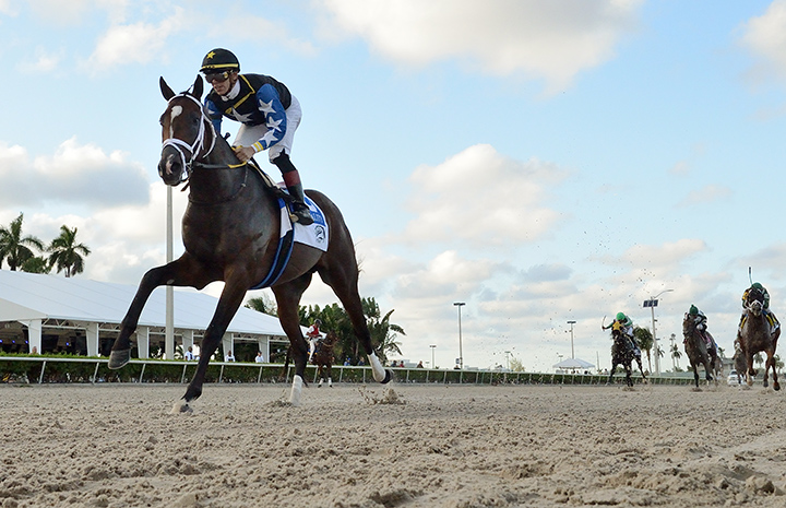 Chance It wins the 2019 In Reality Stakes at Gulfstream Park