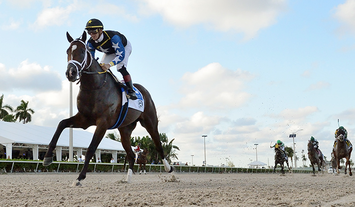 Chance It wins the 2019 In Reality Stakes at Gulfstream Park