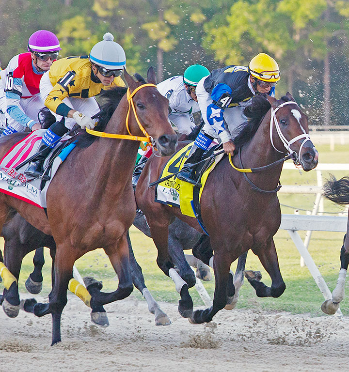 Chance It (right) and King Guillermo (left) first time by in the Tampa Bay Derby