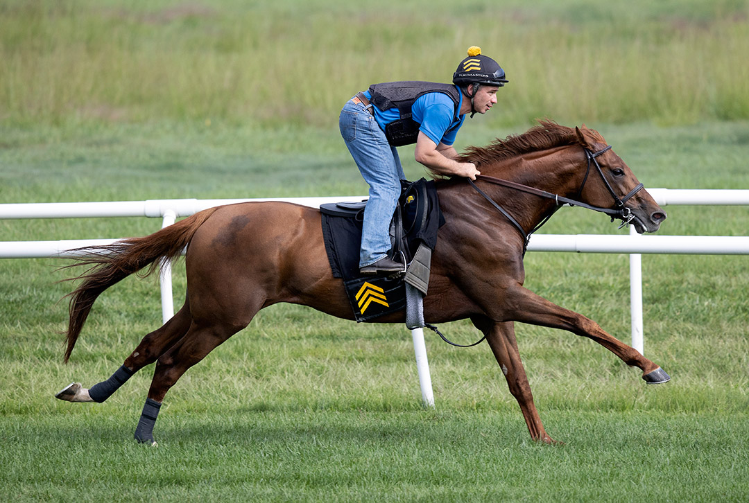 Channel Cat trains at Saratoga Race Course on Aug. 13