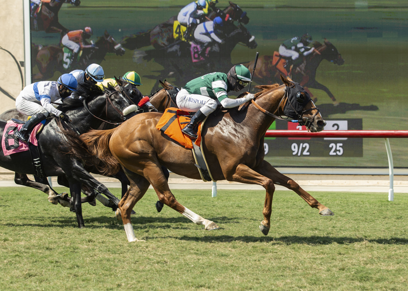 Chaos Theory wins Green Flash Handicap 8-22-2020