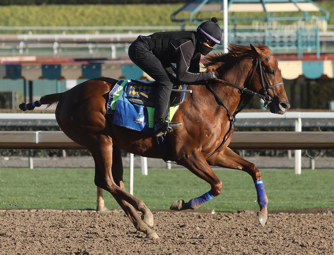 Charlatan trains at Santa Anita Park on Jan. 30