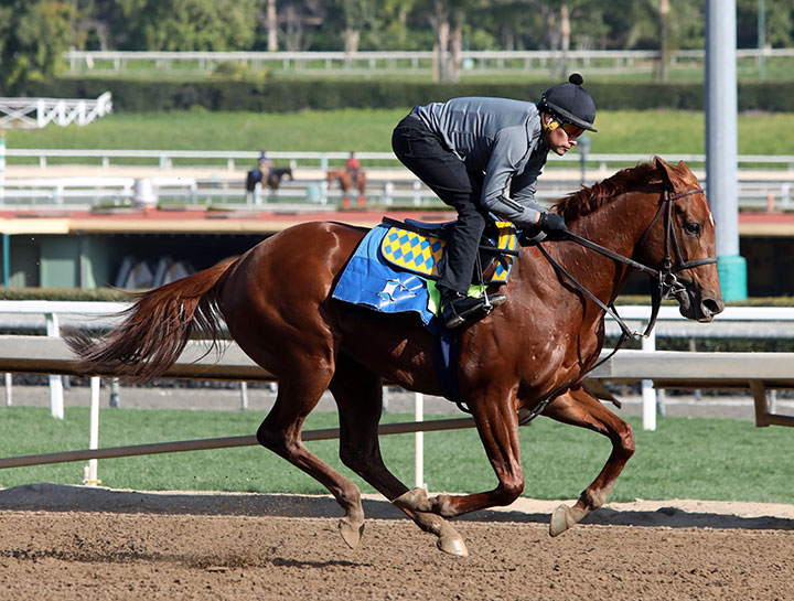 Charlatan trains at Santa Anita Park on Feb. 24