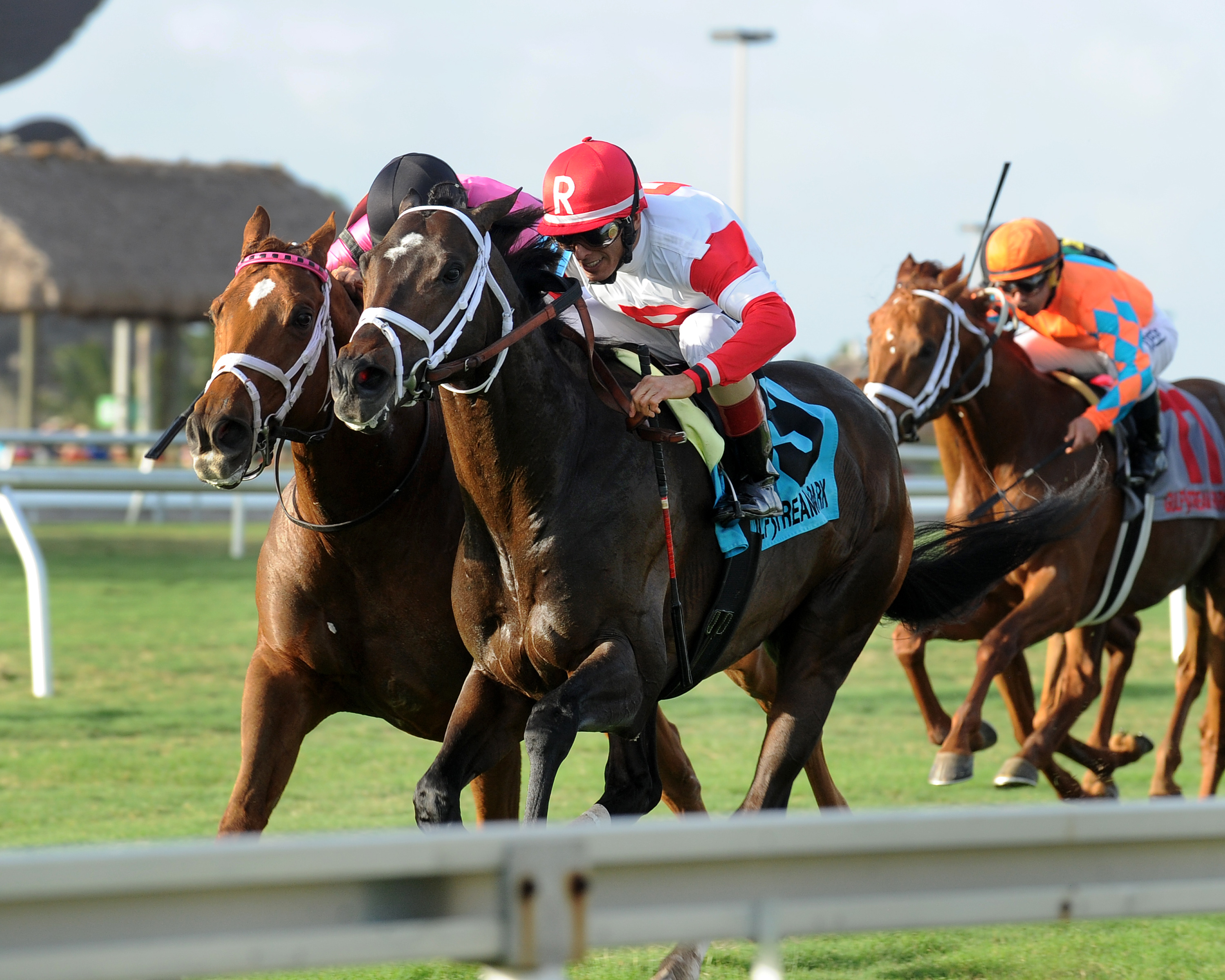 Charming Kitten wins 2015 W.L. McKnight
