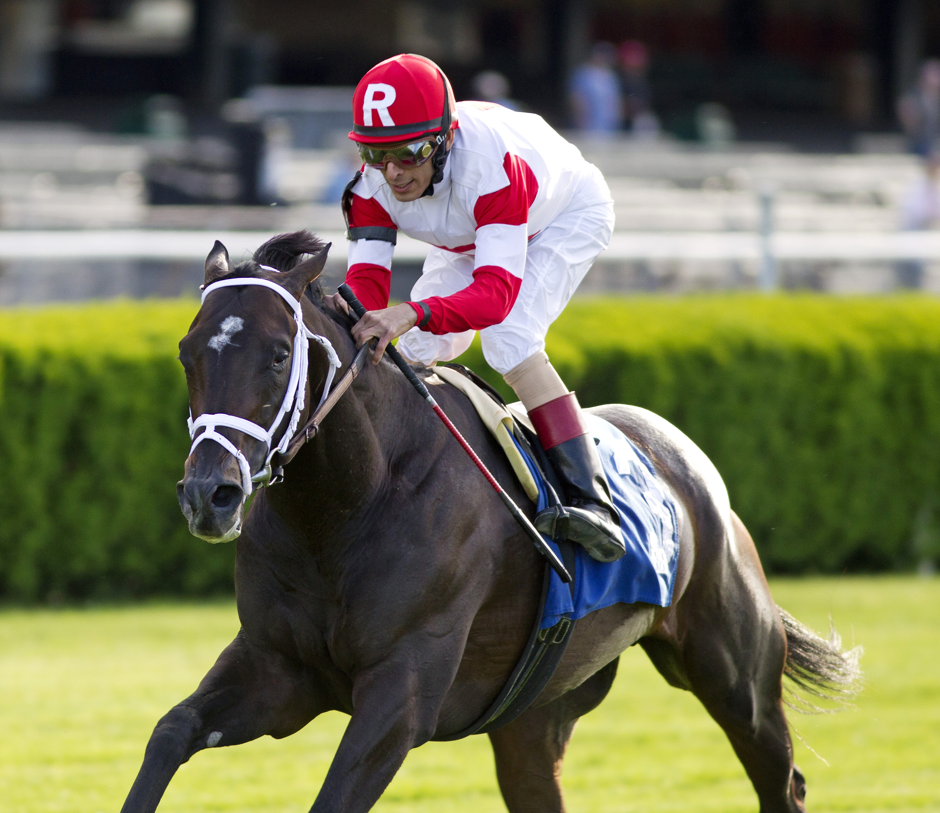 Charming Kitten wins the Belmont Gold Cup