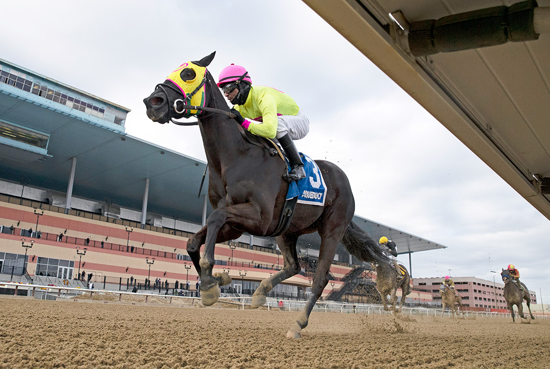 Chateau wins the 2021 Tom Fool Handicap at Aqueduct Racetrack