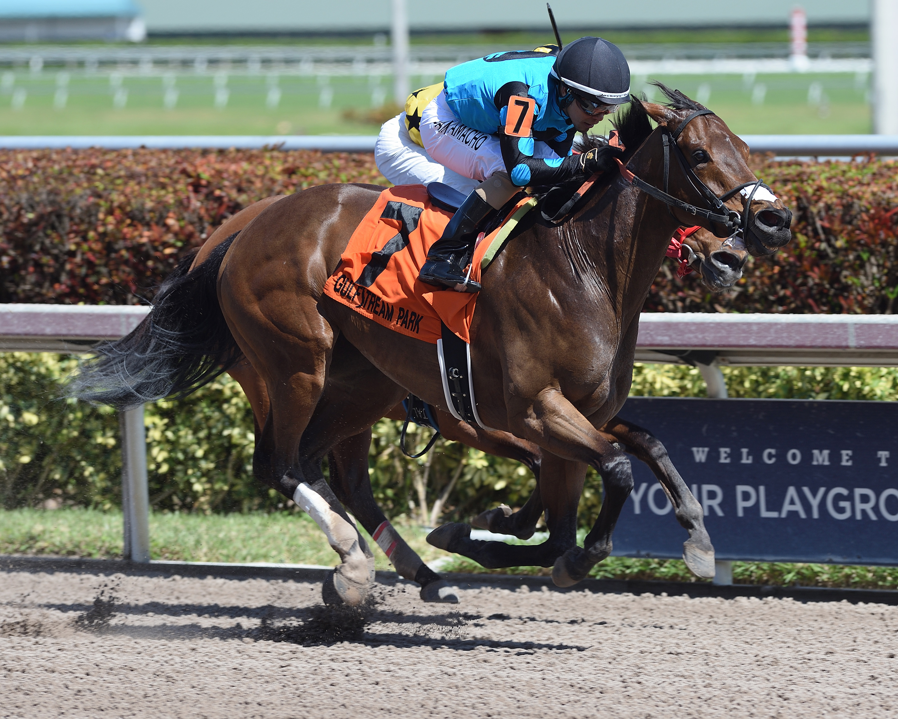 Chella wins the Lady Bird Stakes