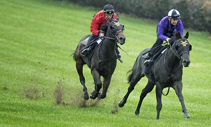 Chelsea Cloisters and Shang Shang Shang train at Churchill on Oct. 26