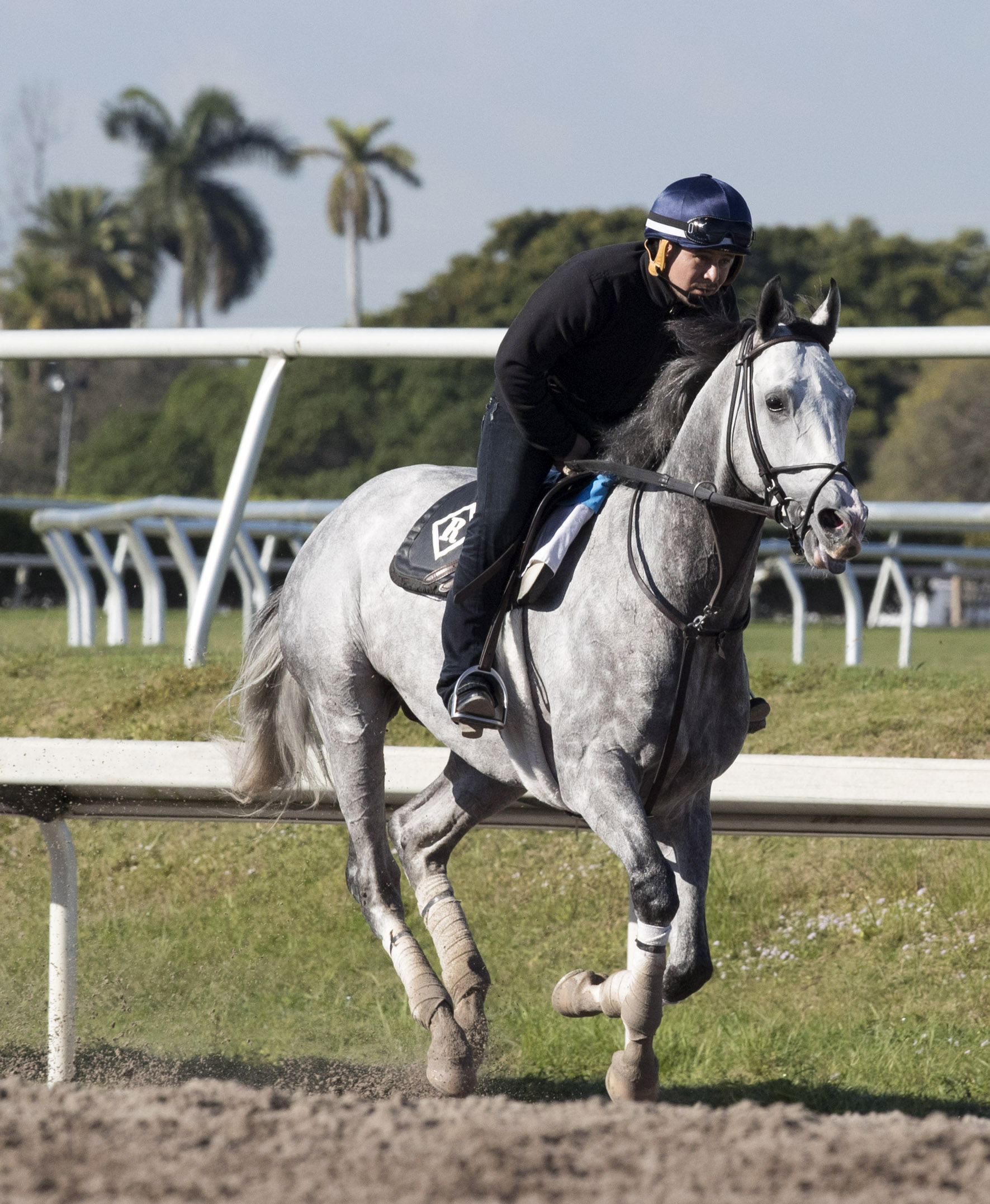 Cherry Wine trains at Gulfstream on Jan. 20