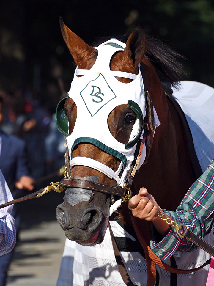 Chess Chief at Saratoga Race Course in August 2019