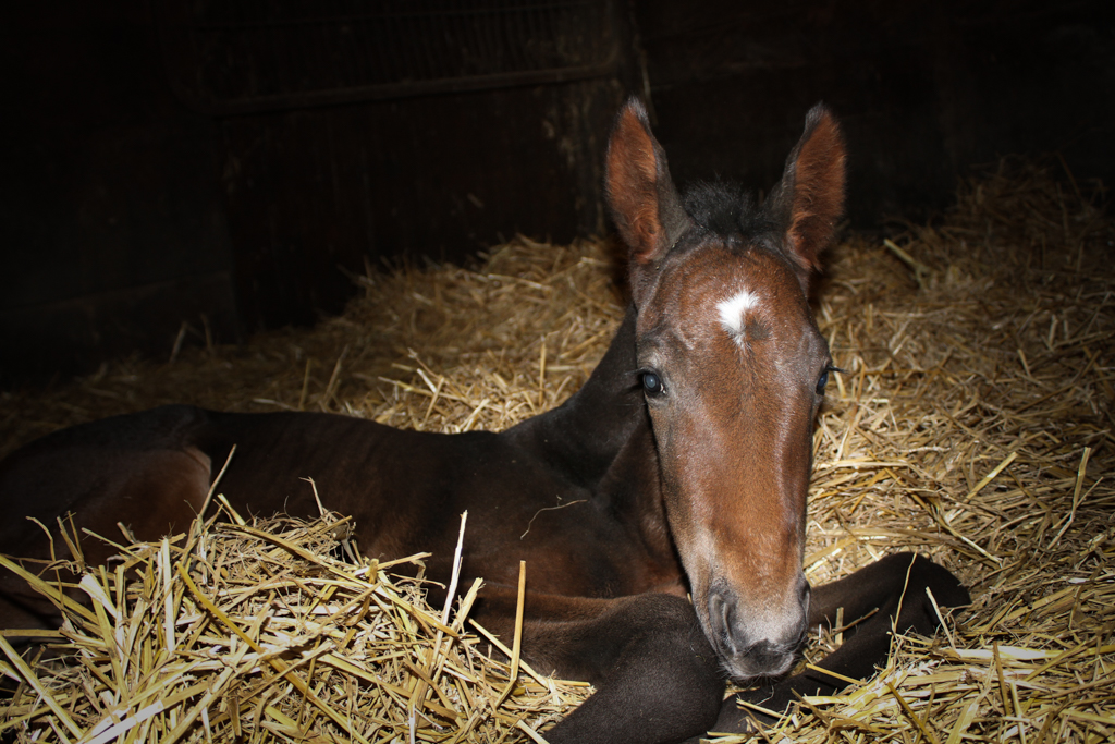 Chezatter foal by Walner