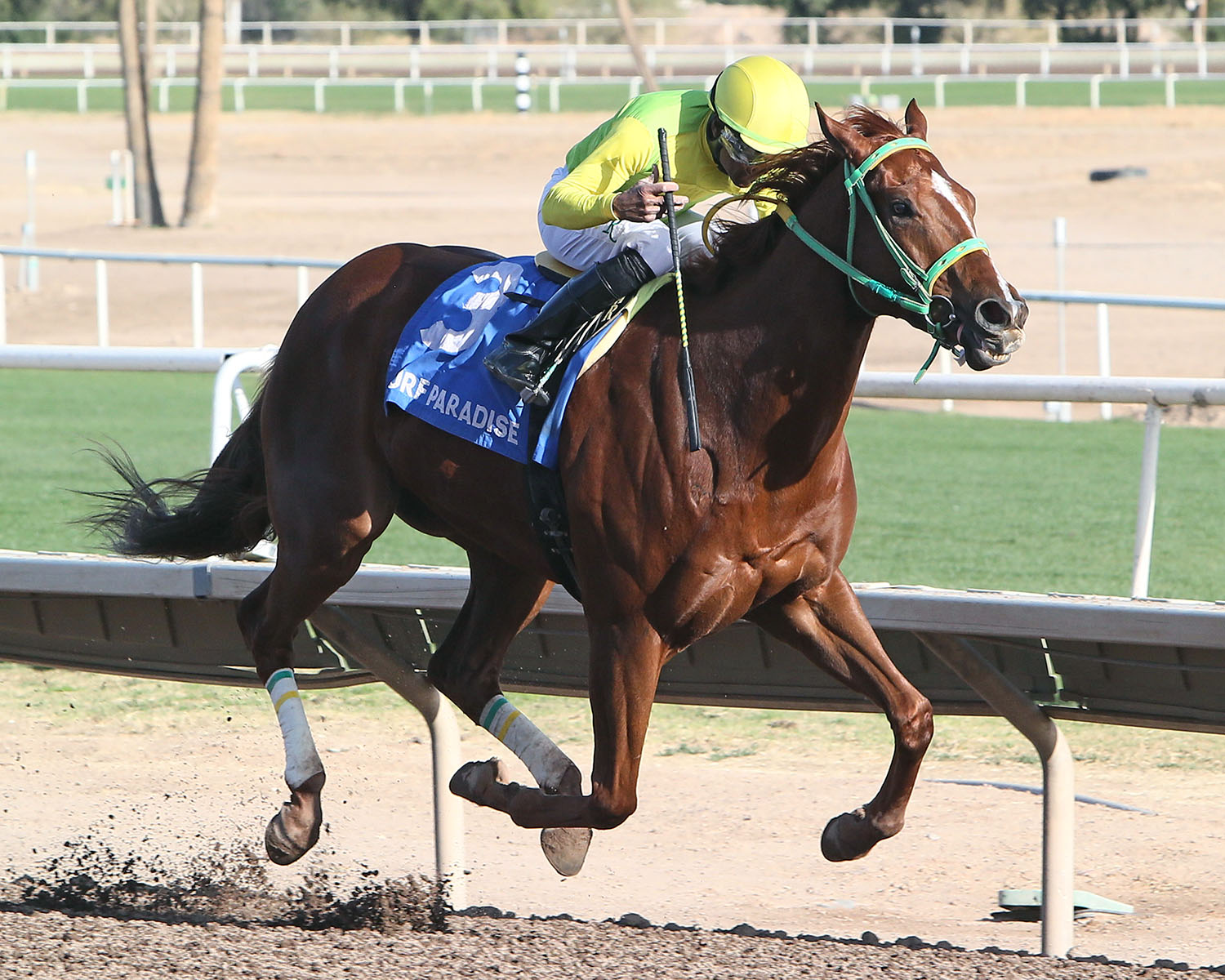 Chief Cicatriz wins the Phoenix Gold Cup