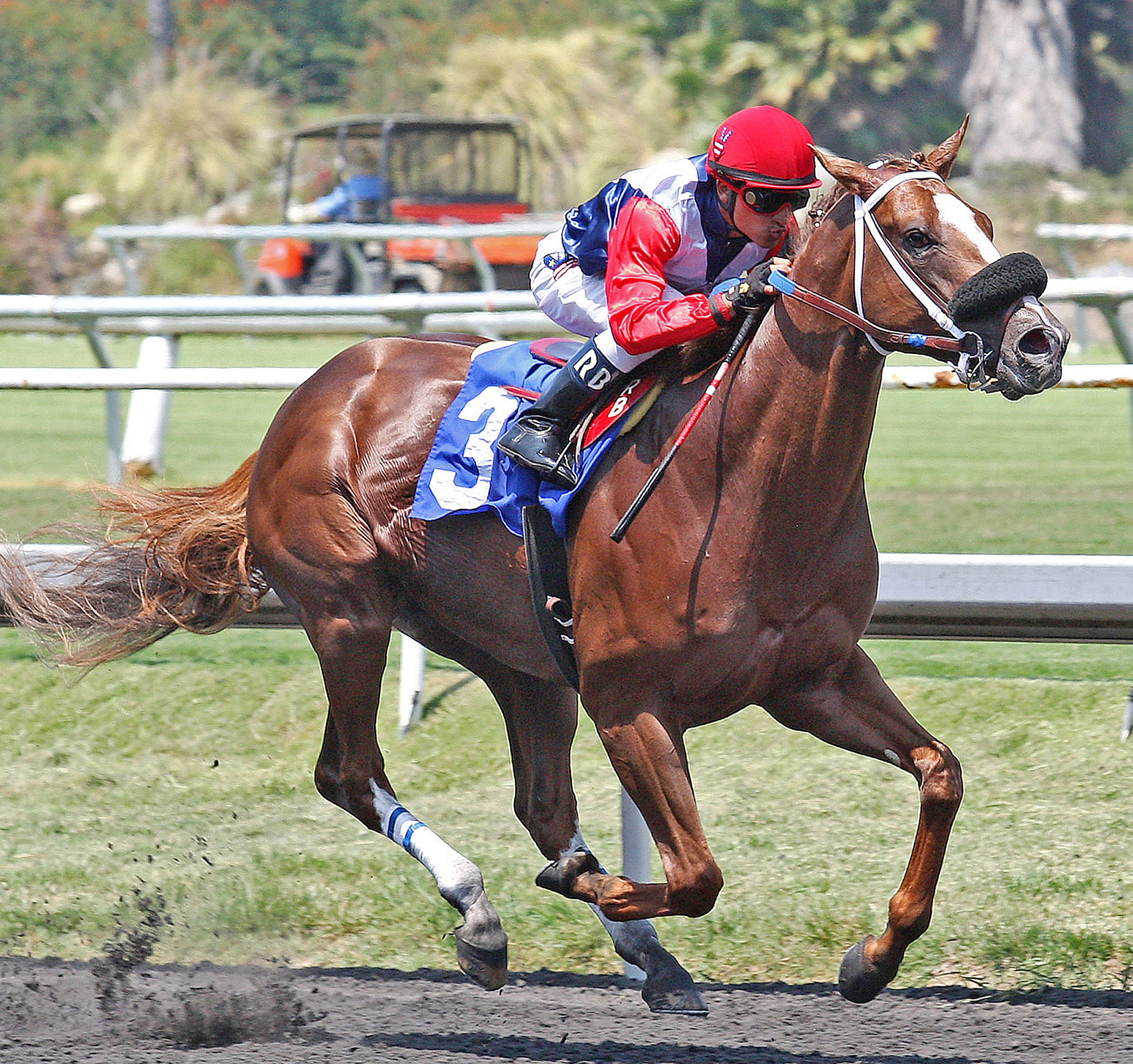Chief Havoc, Swaps Stakes