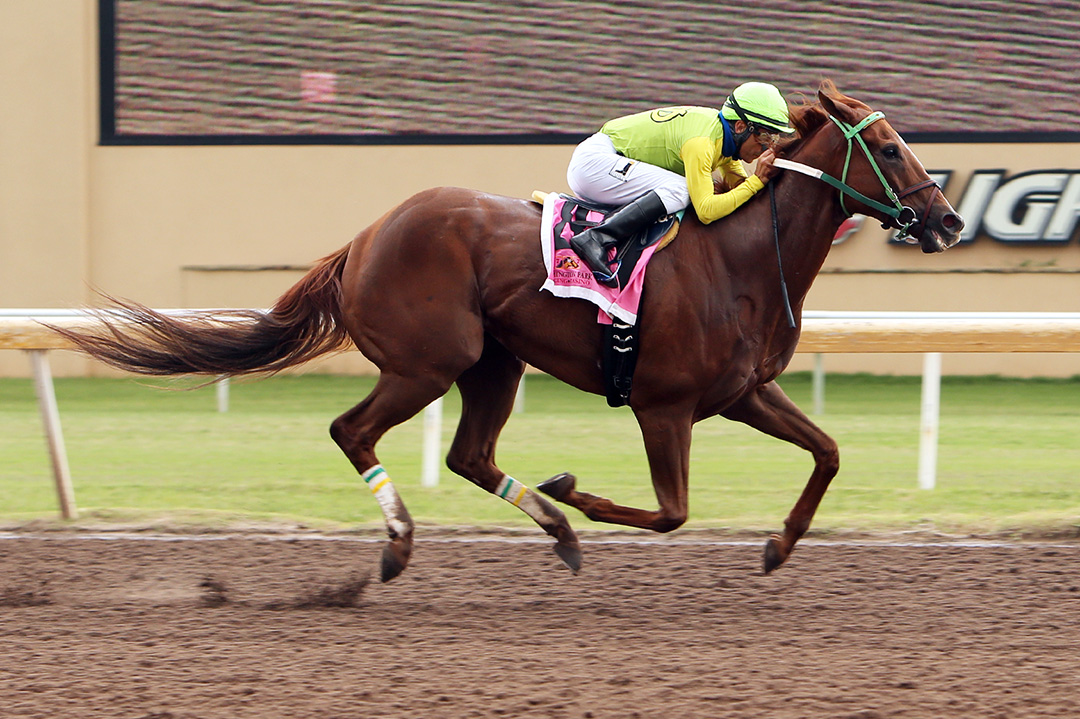 Chief Cicatriz wins the 2020 David Vance Sprint at Remington Park