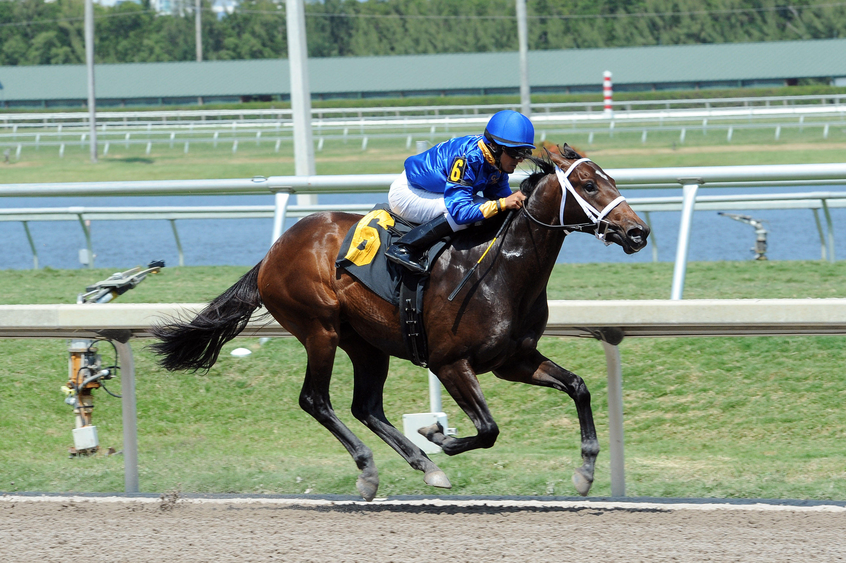 Chocolate Wildcat wins a maiden