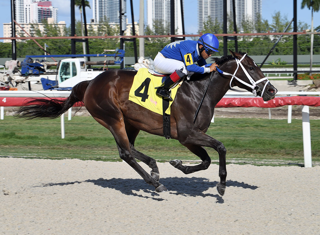 Choose Joy wins the 2021 Miami Shores Handicap at Gulfstream Park