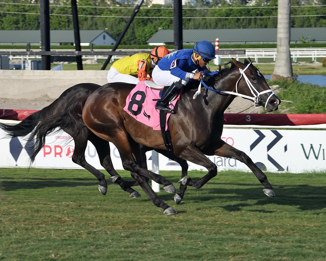 Choose Joy wins the 2021 Bay Harbor Islands Handicap at Gulfstream Park