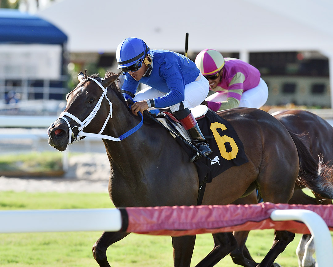 Choose Joy wins the 2021 Village of Biscayne Park Handicap at Gulfstream Park