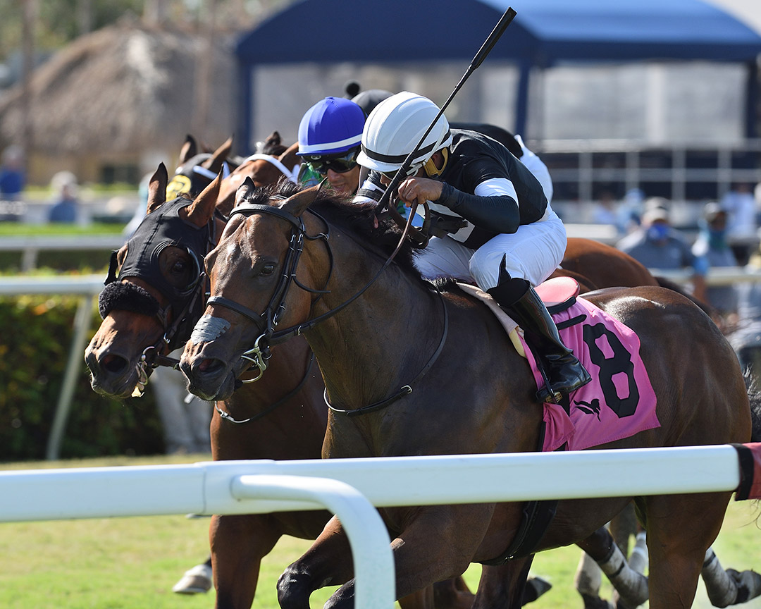 Chuck Willis (8) wins the 2021 Golden Glades Handicap at Gulfstream Park