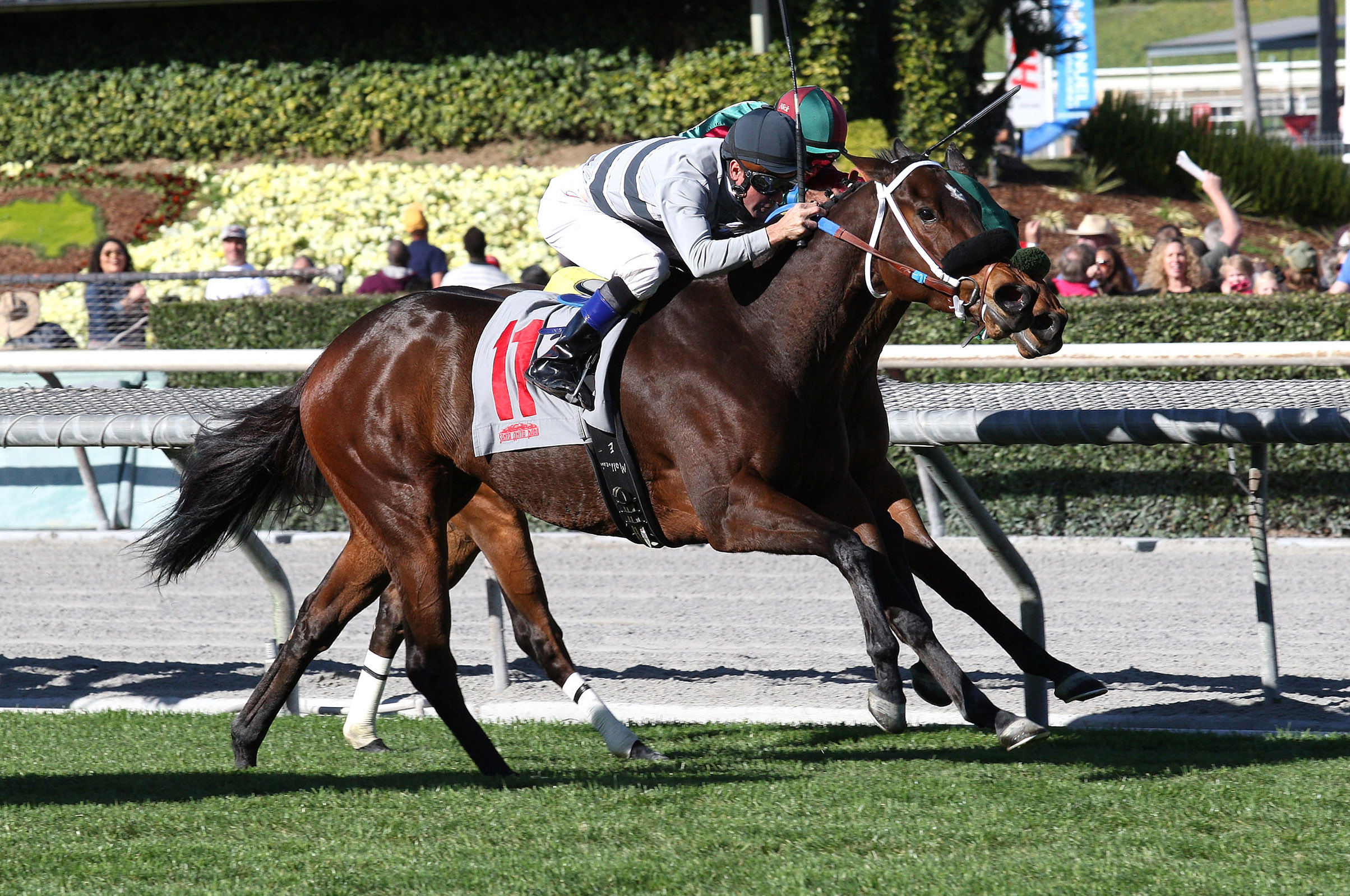 Ciao Bella Luna wins the Sunshine Millions Filly and Mare Turf Sprint