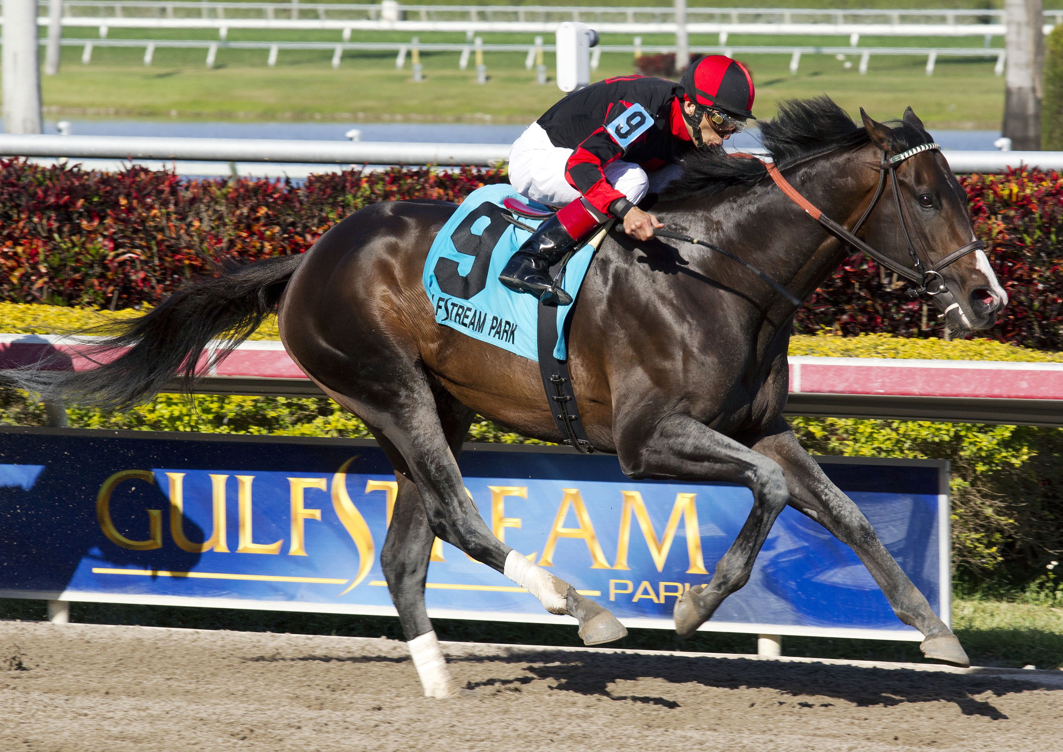 Cigar Street wins the Skip Away Stakes