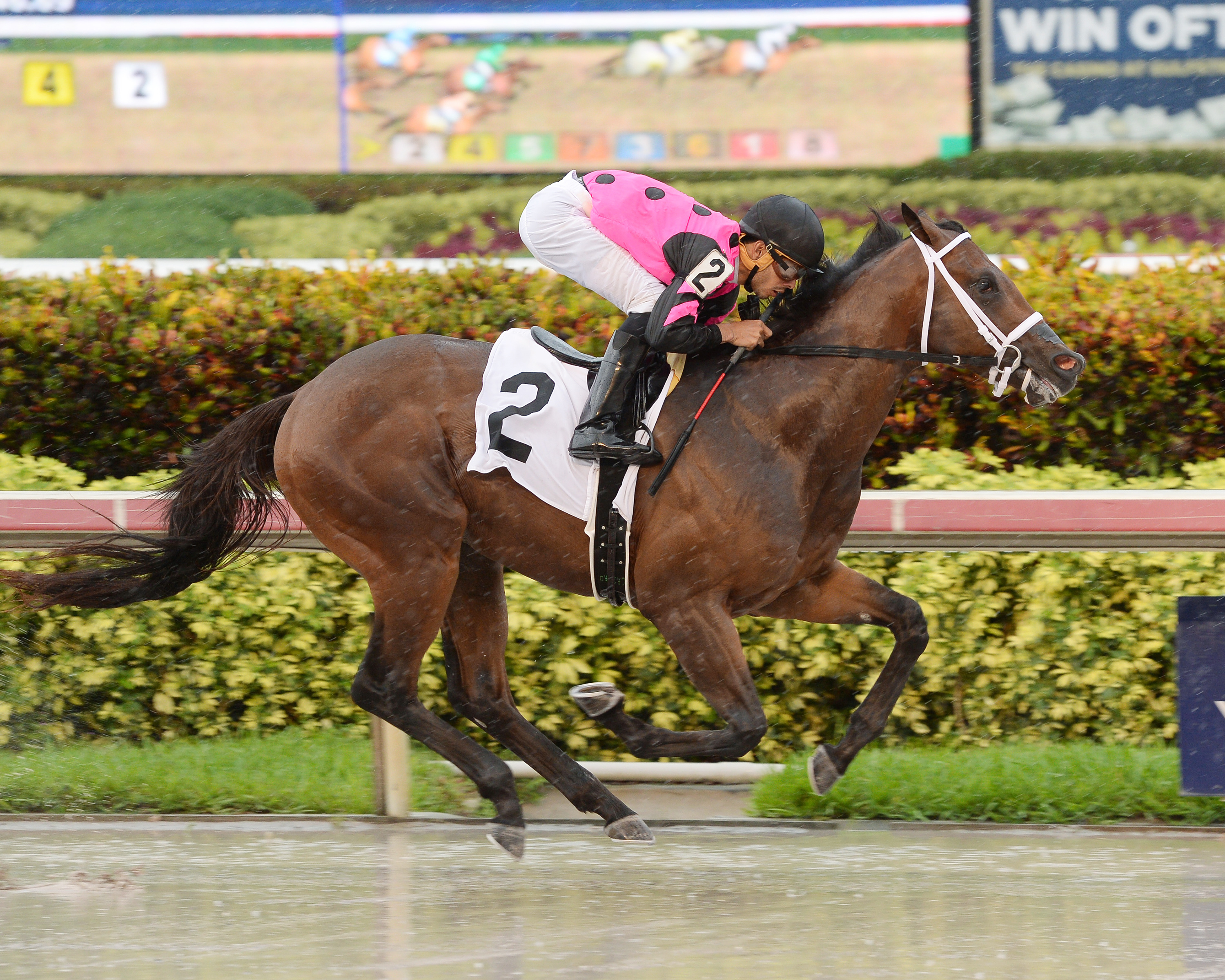 Cinderela El Crome wins a June 10, 2016 maiden race
