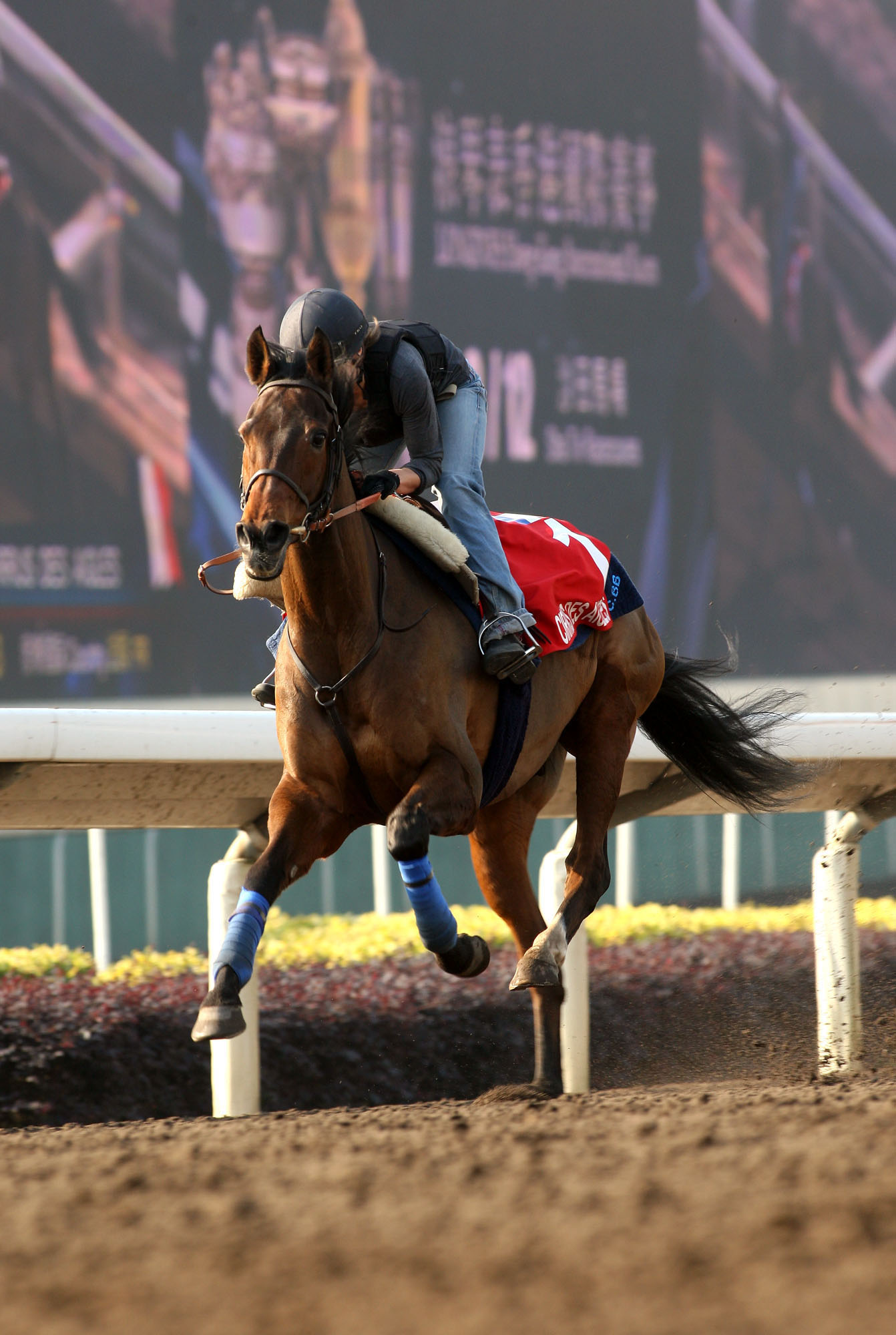 Cirrus des Aigles training in December 2013