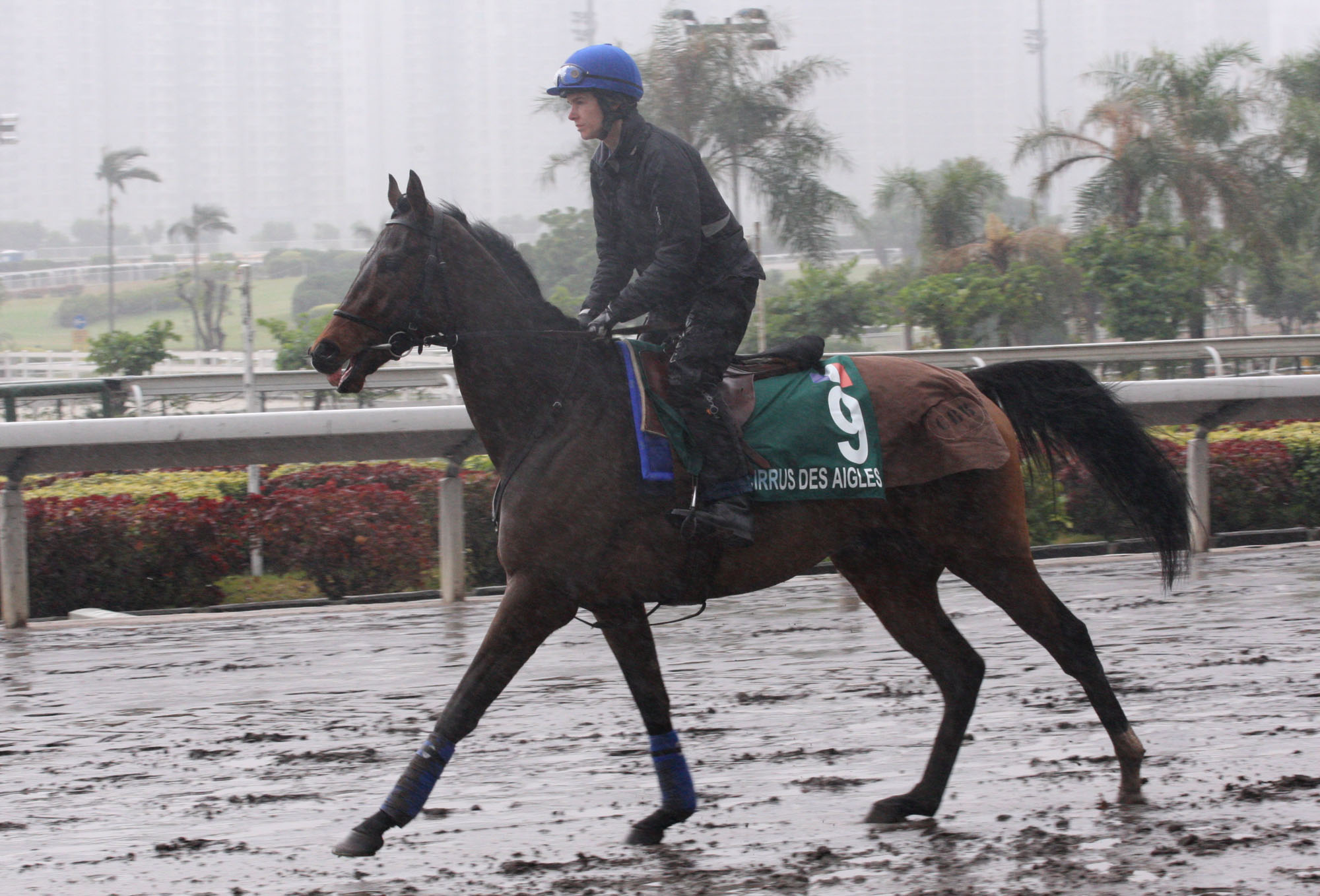 Cirrus des Aigles