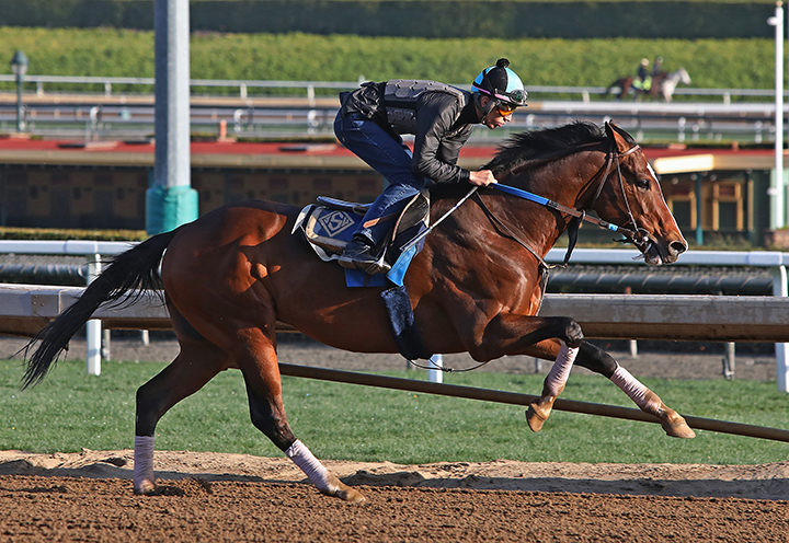 Cistron trains at Santa Anita Park on Feb. 24