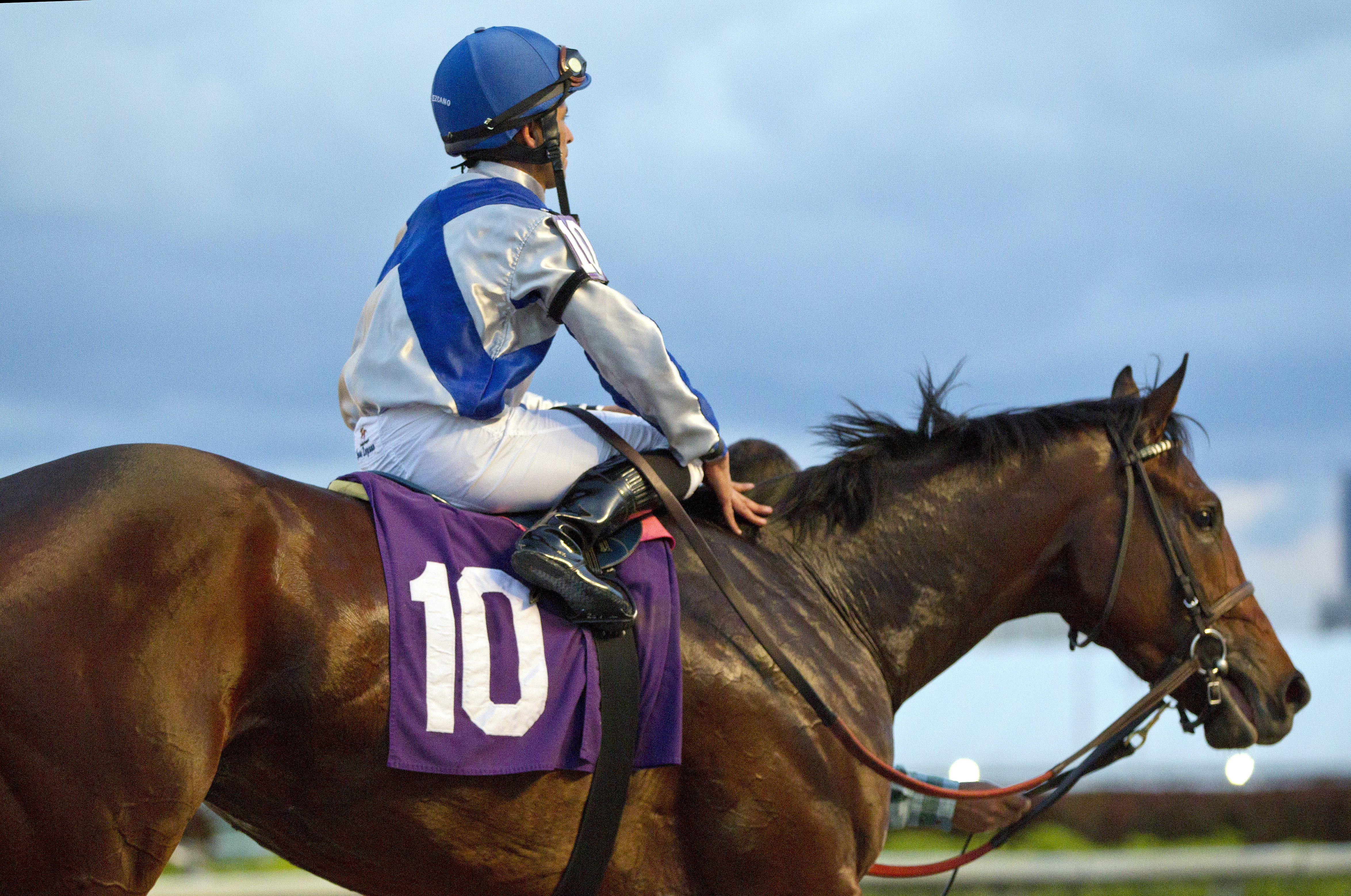 Cite at Gulfstream Park in Feb. 2016
