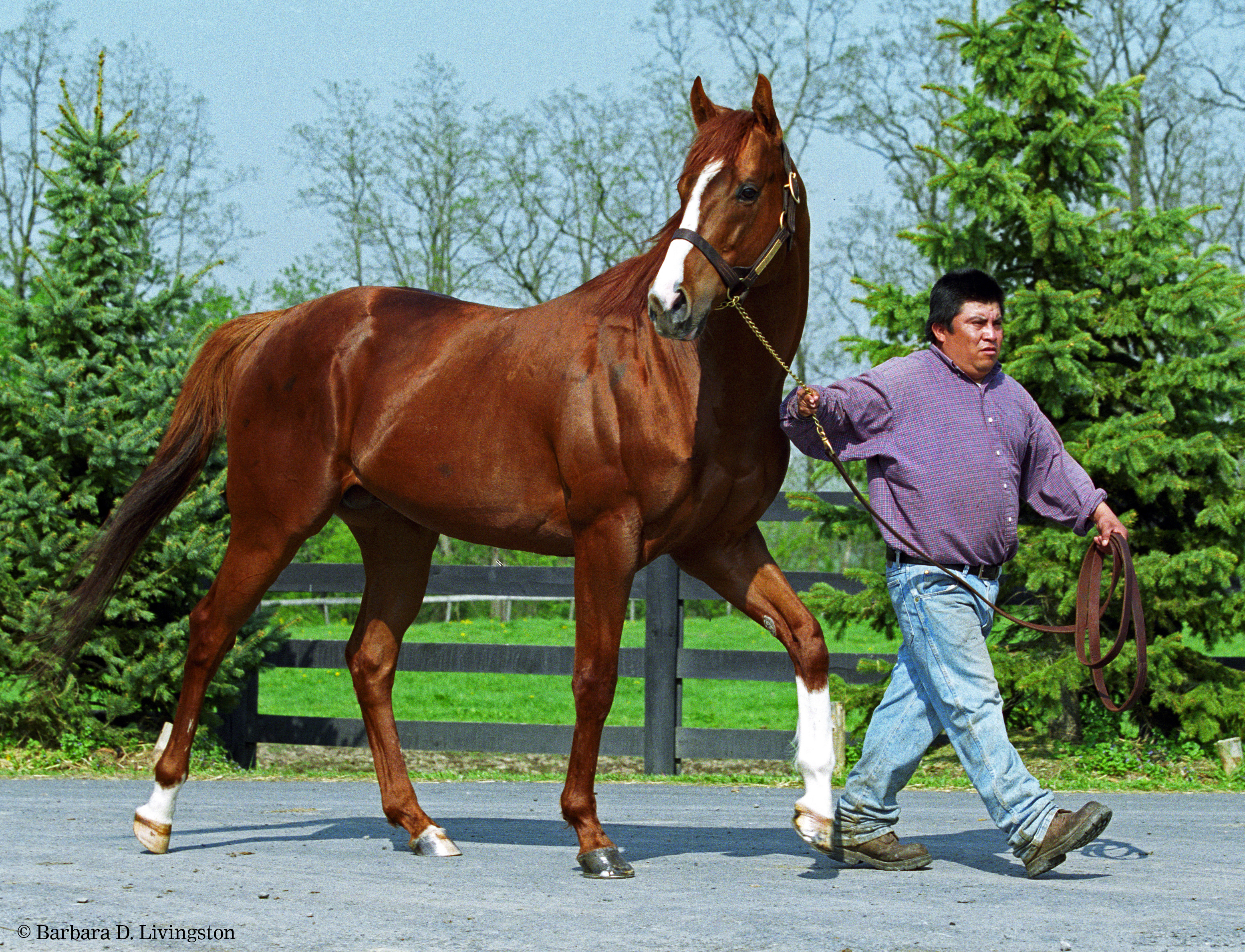 City Zip at Contemporary Stallions in 2004