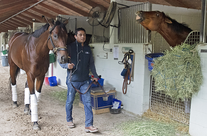 City of Light is led past Accelerate's stall at Gulfstream Park on Jan. 23