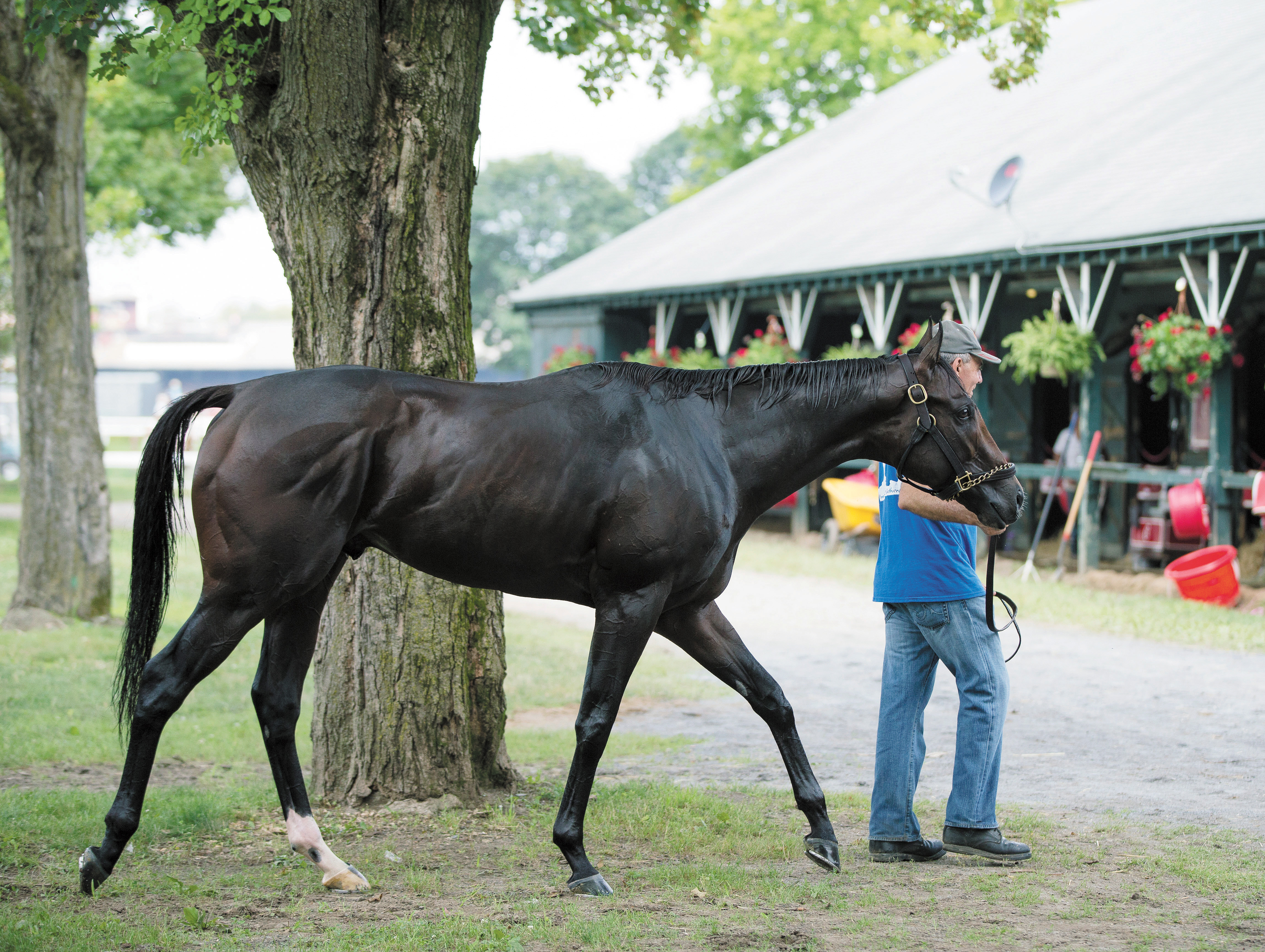 Classic Empire at Saratoga on July 20