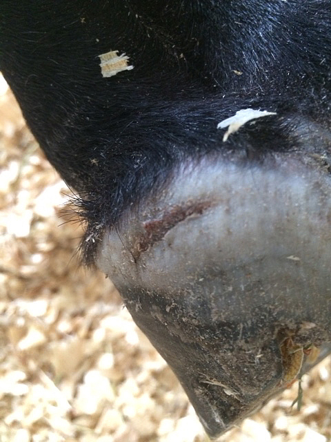 Classic Empire hoof injury