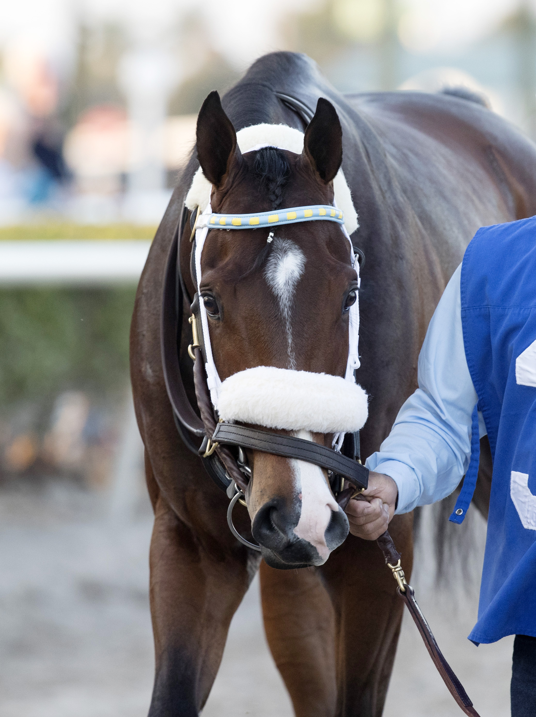Classic Empire at Gulfstream Park on Feb. 4