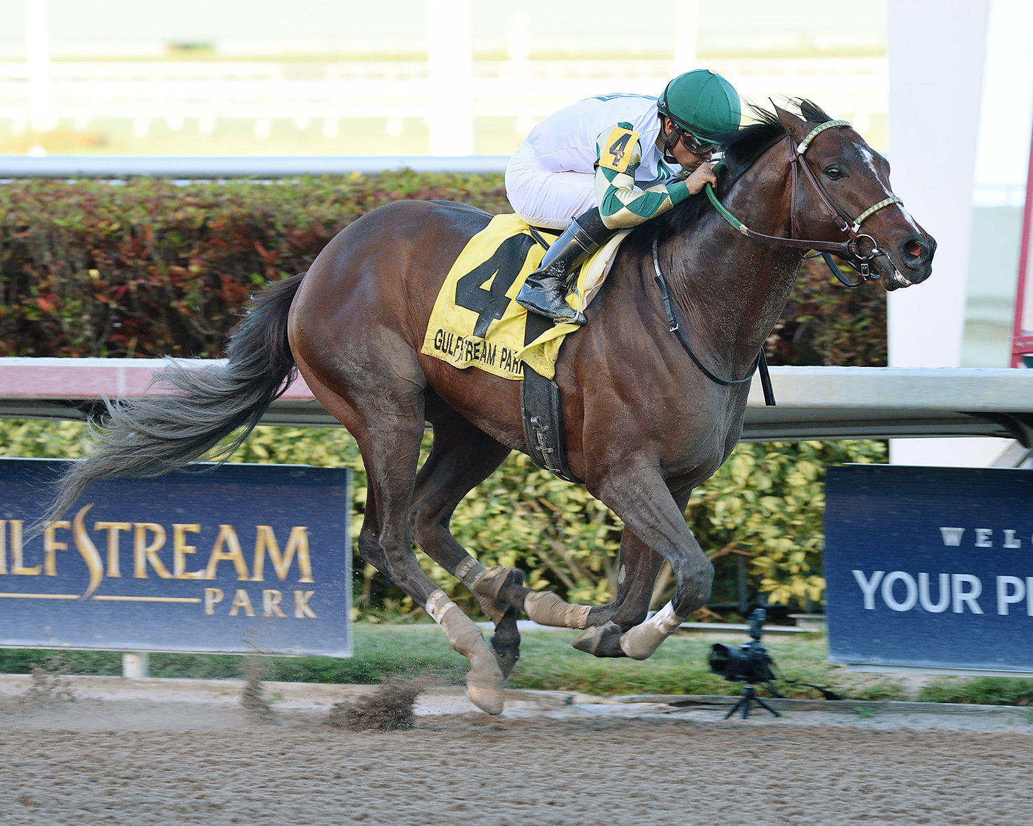 Classic Rock wins the 2018 Gulfstream Park Sprint