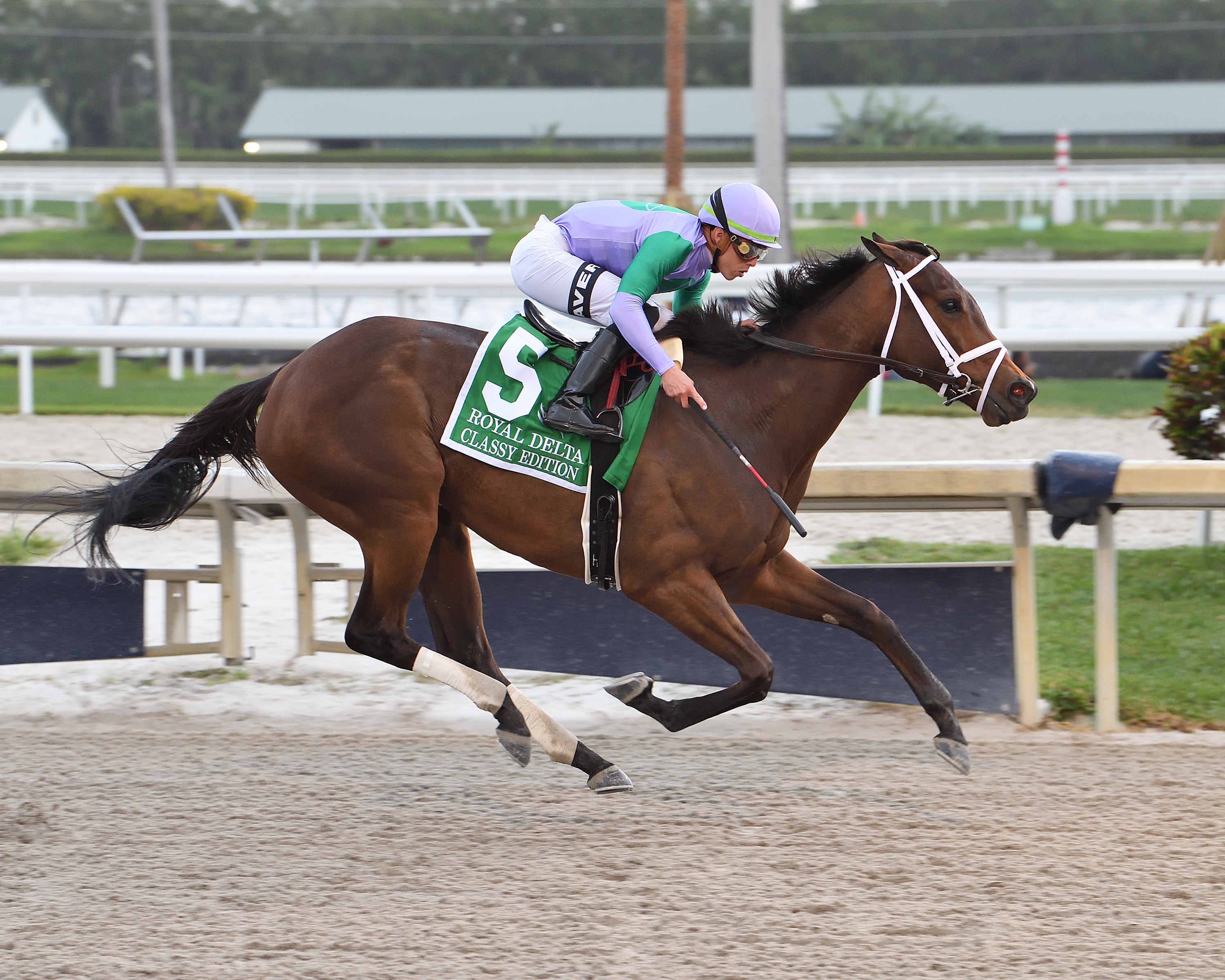 Classy Edition - Royal Delta S. 2023