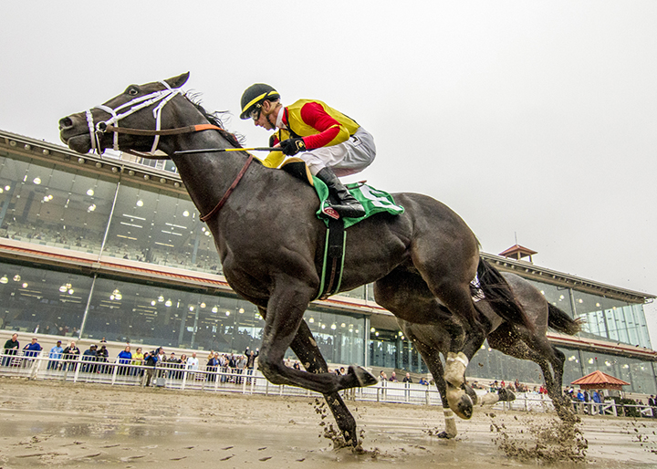 Classy John wins the 2018 Louisiana Futurity colts and geldings division
