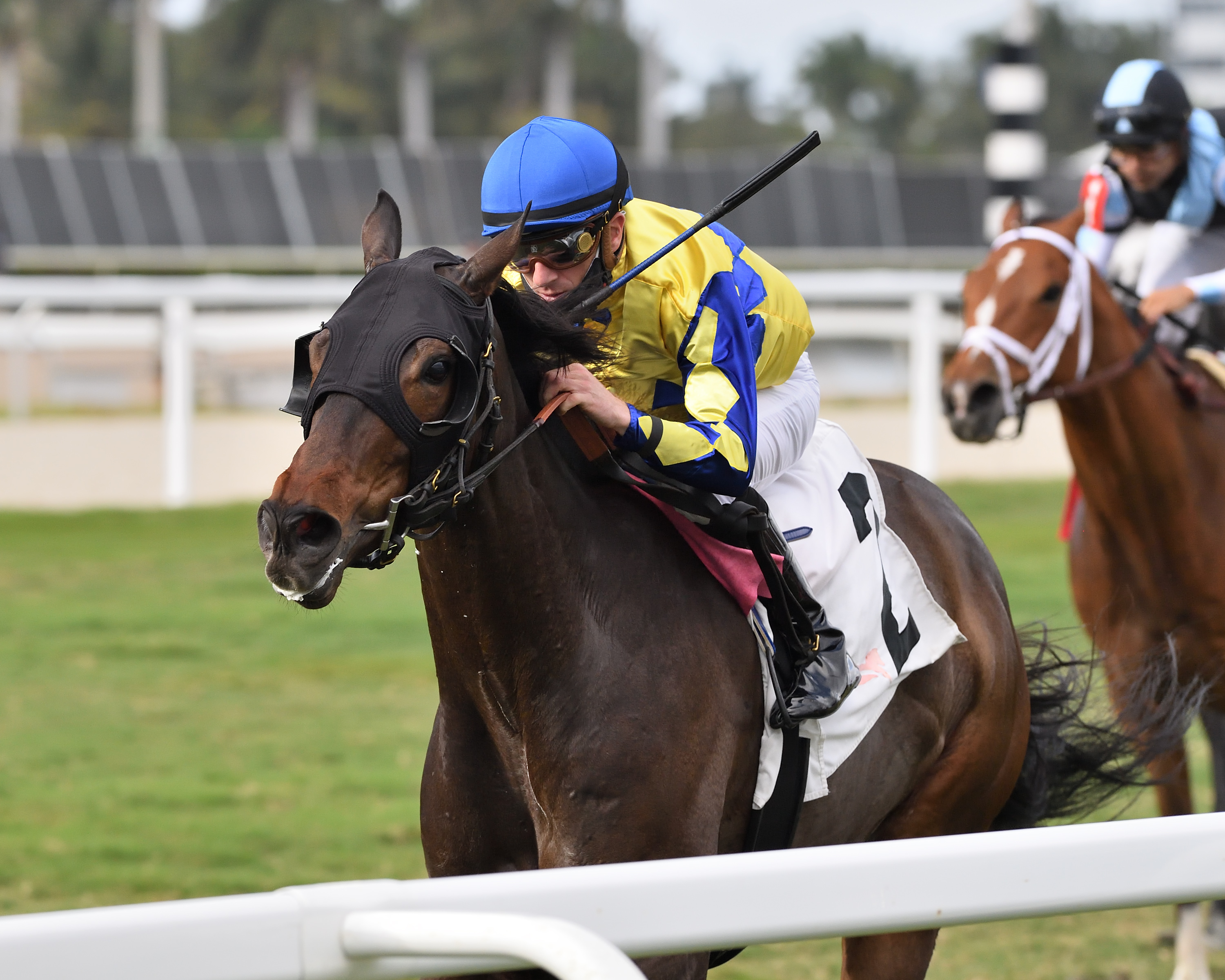 Clear Vision wins the Tropical Turf 1-8-2022