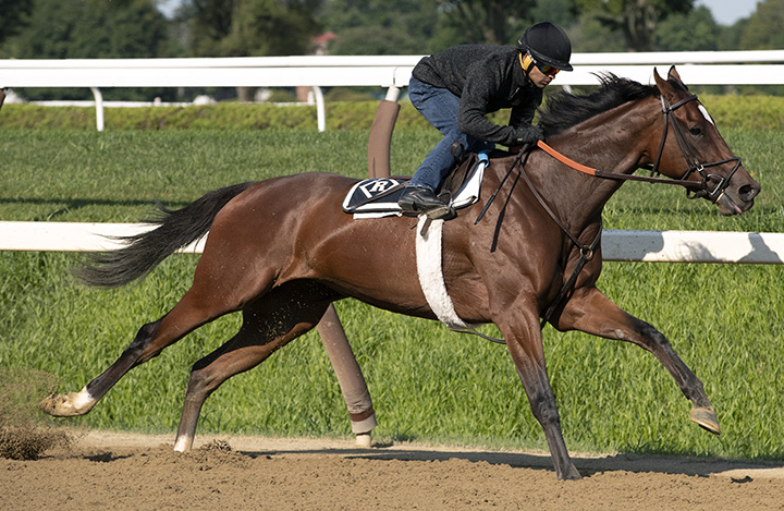 Coach Rocks trains at Saratoga Race Course on Aug. 2