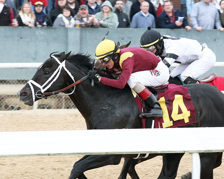 Coal Front wins the Razorback Handicap