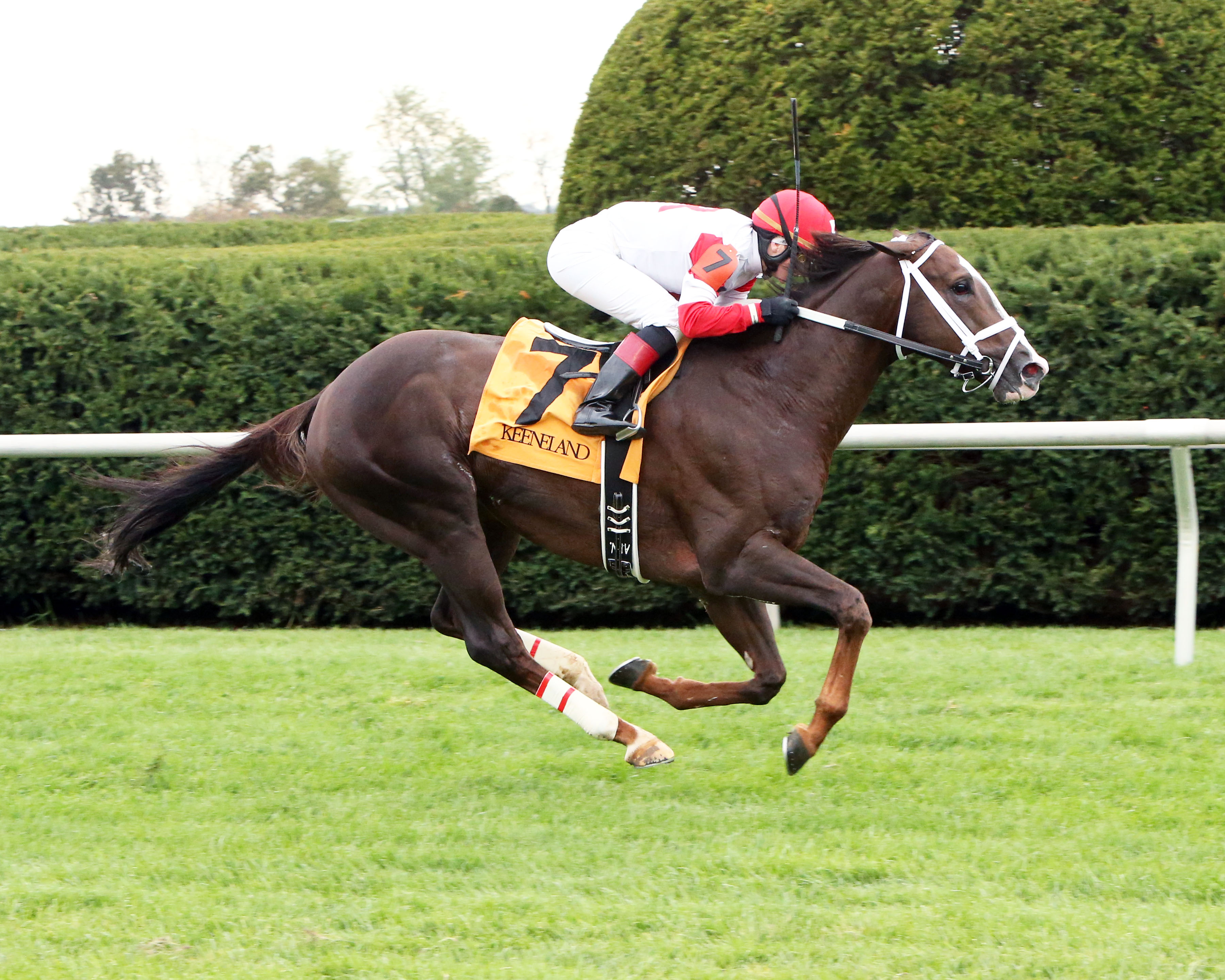 Coalport wins an allowance race at Keeneland