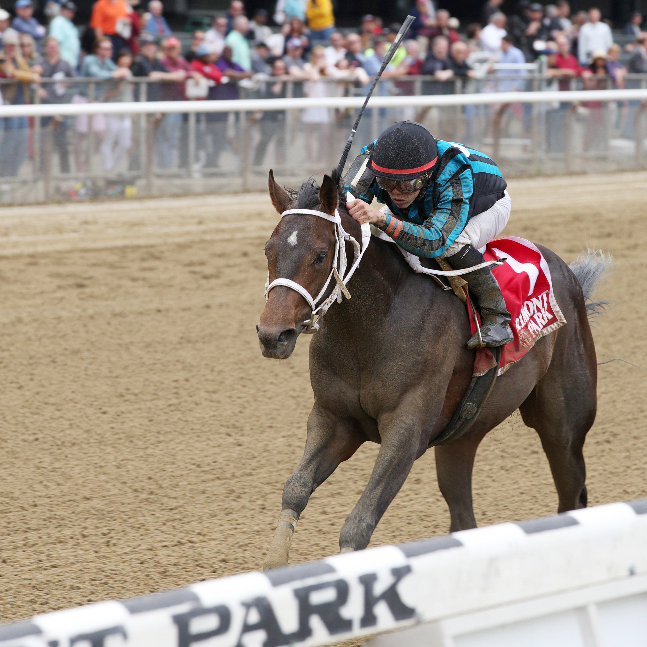 Cocked and Loaded wins the Tremont Stakes