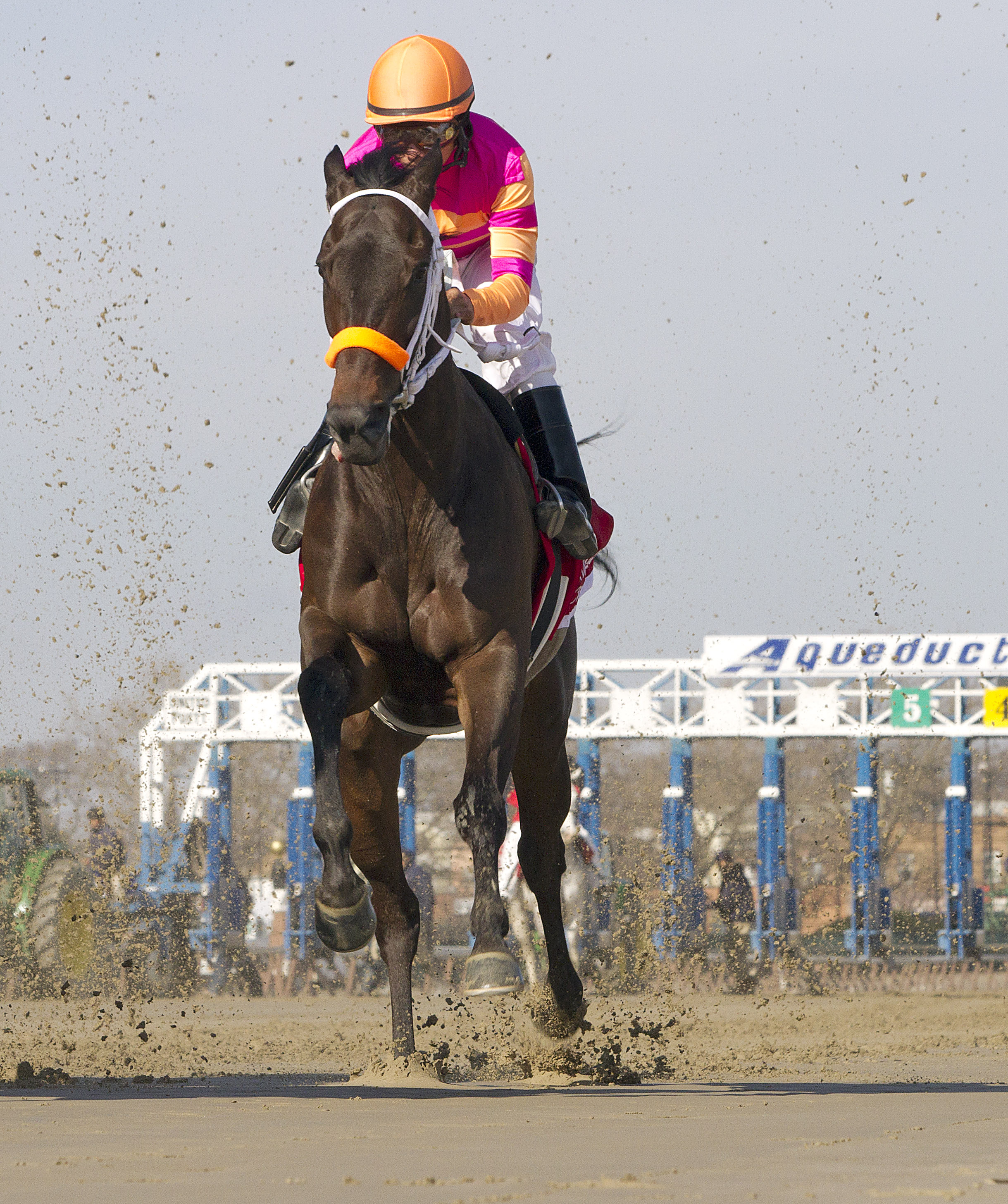 Coco Ecolo/(fourth in) Top Flight