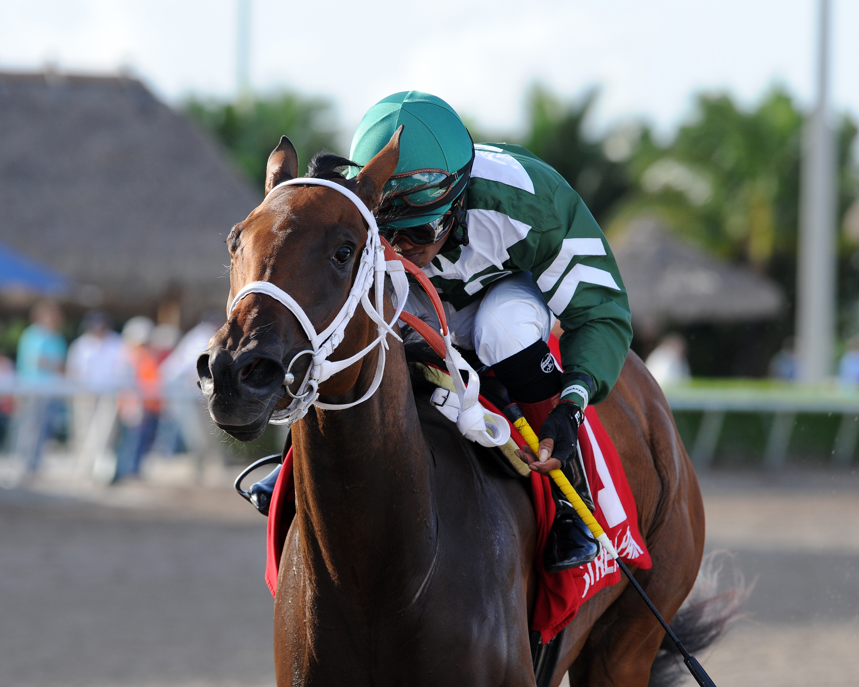 Coco's Wildcat 7-12-2014