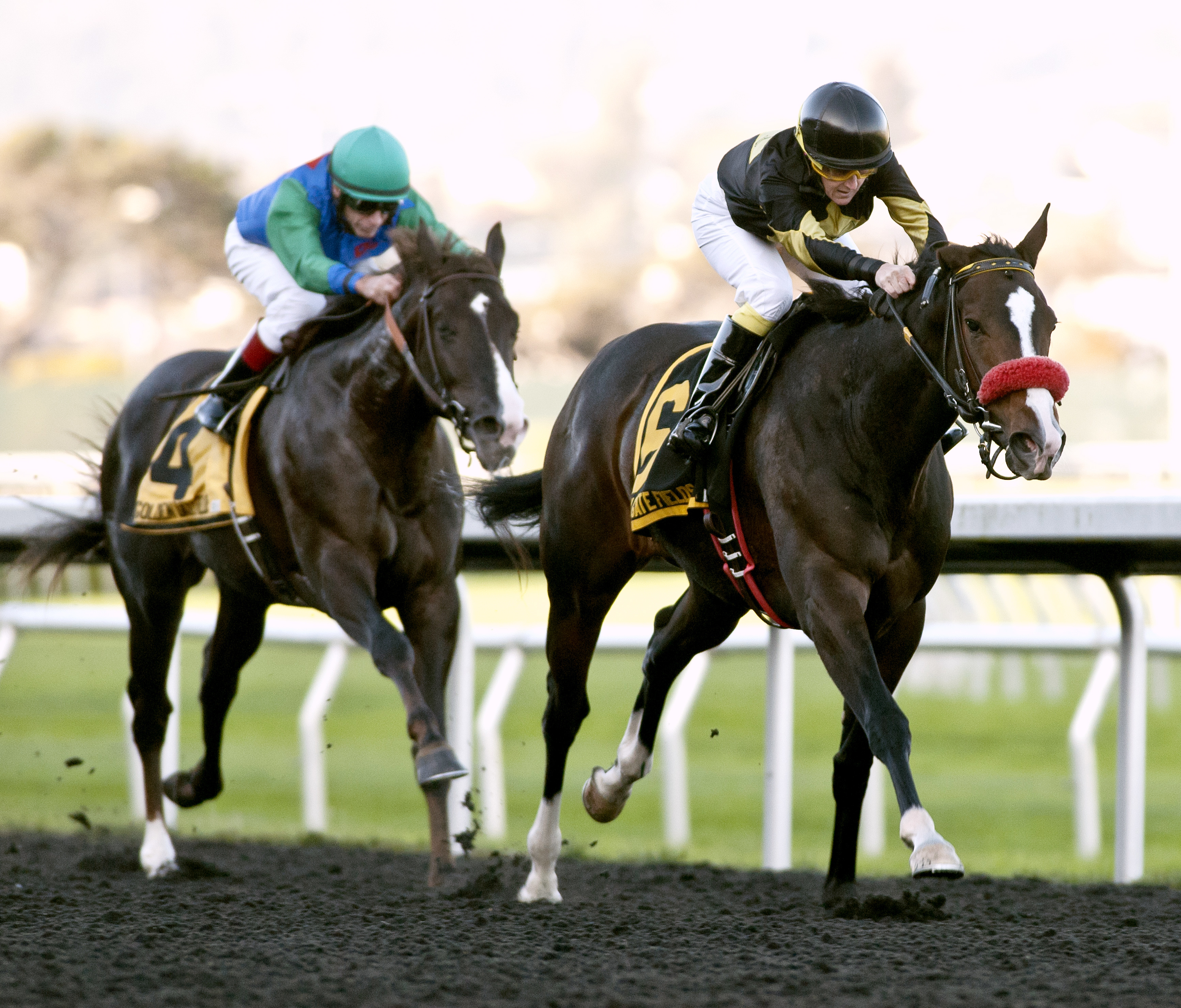 Code Warrior wins the Golden Nugget Stakes