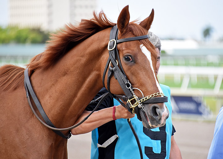 Code of Honor at Gulfstream on March 30